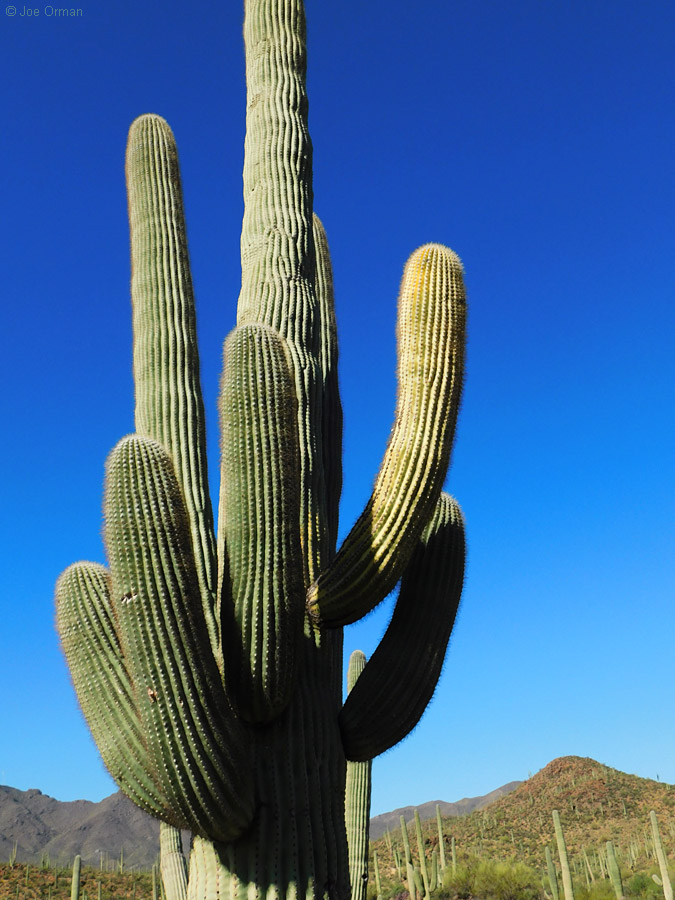 [bizarre_cristateB500_DSCN9465.jpg]