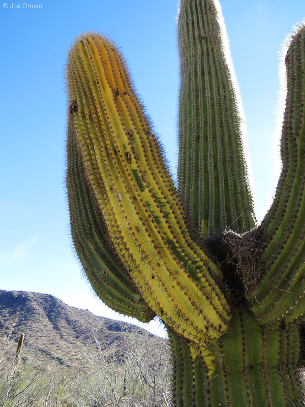 [bizarre_cristateSX50_IMG_33135.jpg]