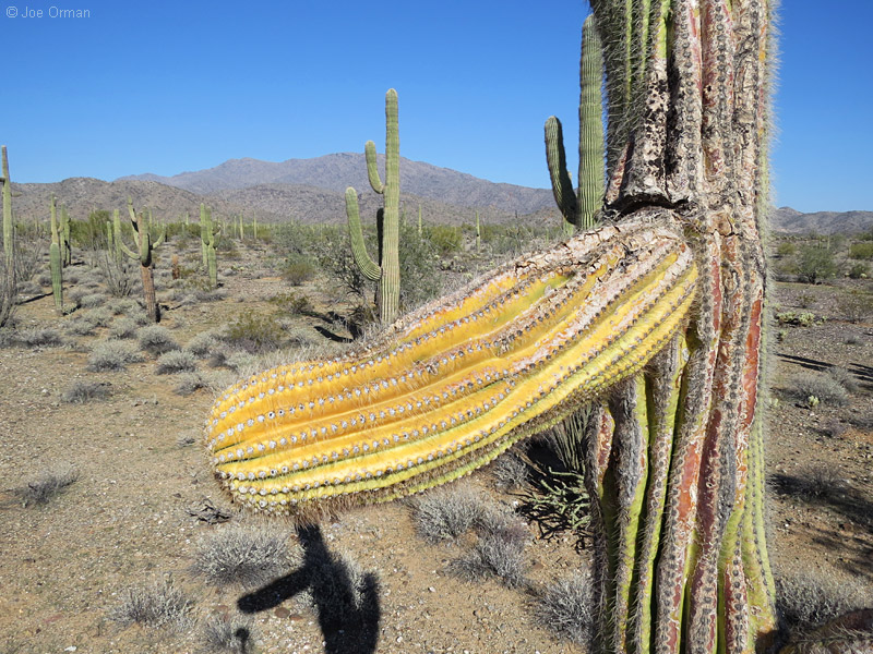 [bizarre_cristateSX50_IMG_37627.jpg]