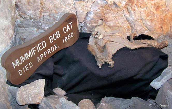 [bizarre_66sel-king_7806.jpg]