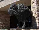 bizarre_bisonmuseum1_s.jpg