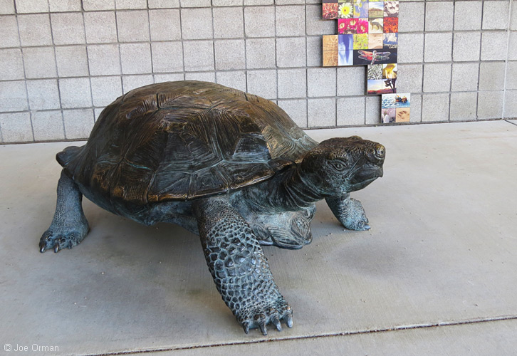 [bizarre_gianttortoises18.jpg]