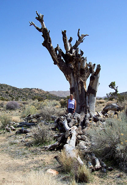 [bizarre_joshuatree2.jpg]