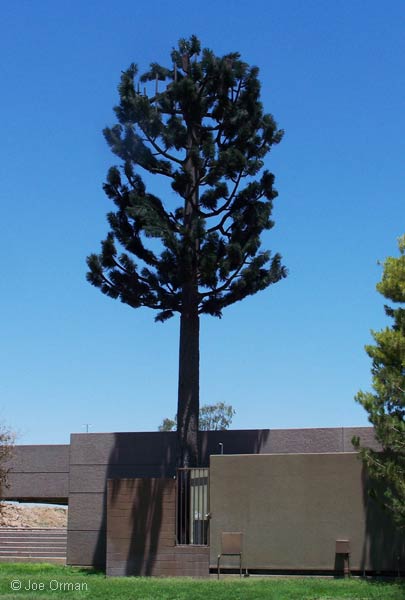 [bizarre_pine1.jpg]
