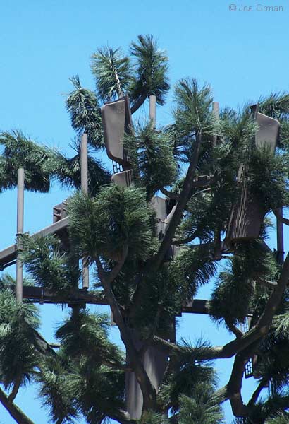 [bizarre_pine2.jpg]