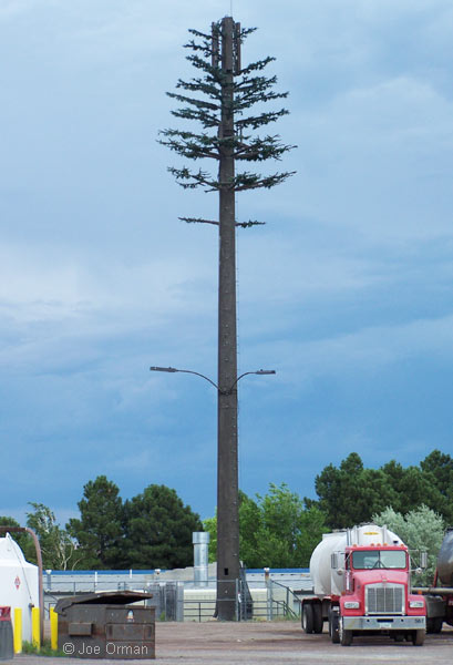 [bizarre_pine3.jpg]