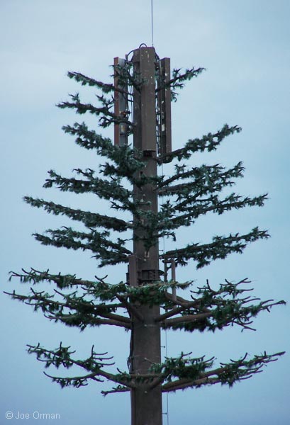 [bizarre_pine4.jpg]