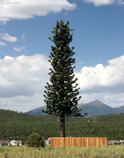 [bizarre_pine5.jpg]