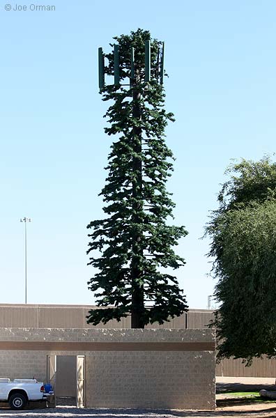 [bizarre_pine6.jpg]