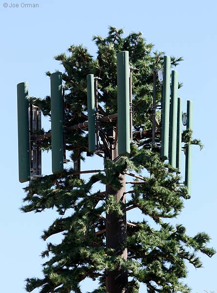 [bizarre_pine7.jpg]
