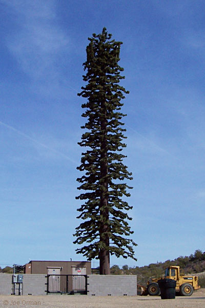 [bizarre_pine8.jpg]