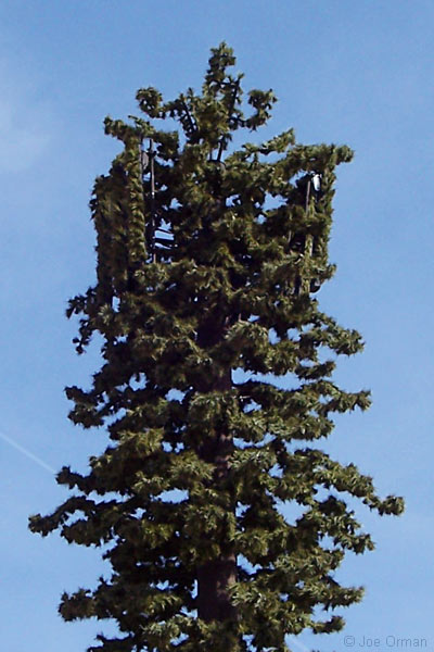 [bizarre_pine9.jpg]