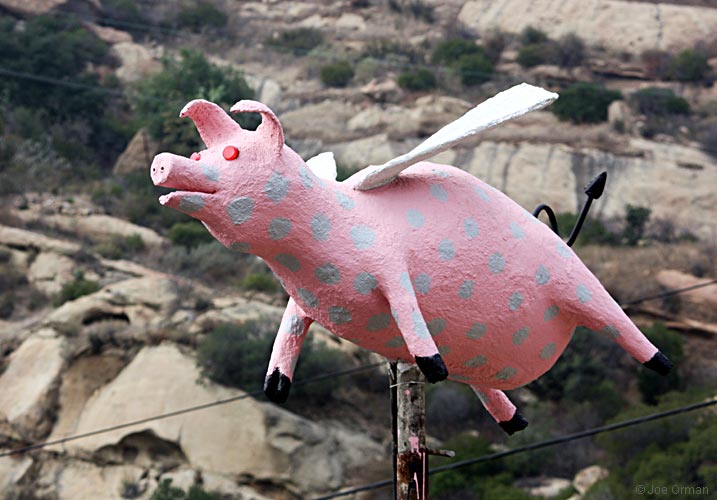 [bizarre_pinkpigs3.jpg]