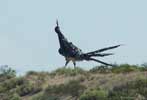 bizarre_roadrunner_s.jpg