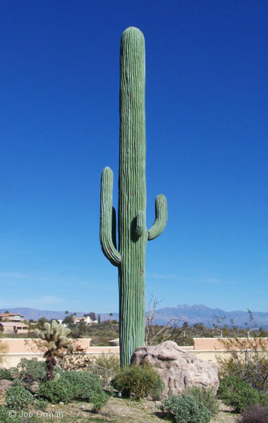 [bizarre_saguaro1.jpg]