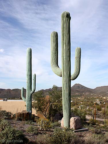 [bizarre_saguaro3.jpg]