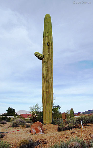 [bizarre_saguaro4.jpg]