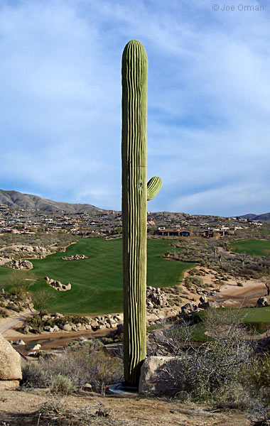 [bizarre_saguaro5.jpg]
