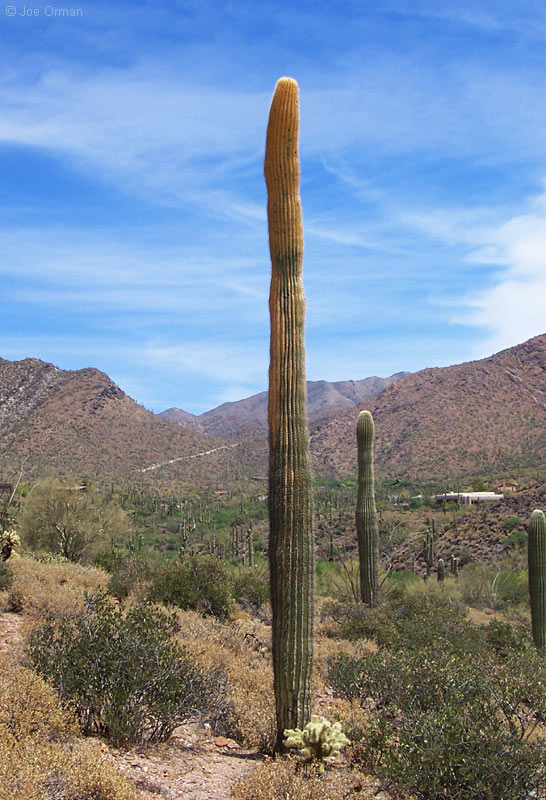 [bizarre_saguaros12.jpg]