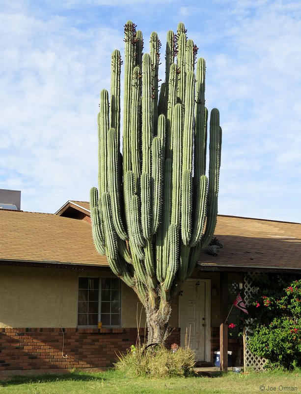 [bizarre_saguaros13.jpg]