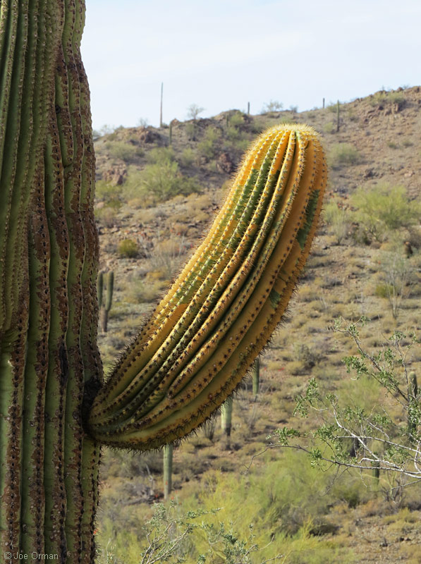 [bizarre_saguarosSX50_IMG_8001.jpg]