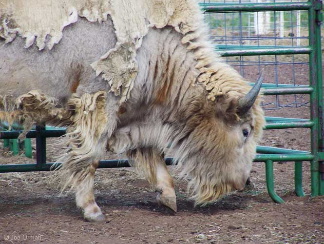 [bizarre_whitebuffalo1.jpg]