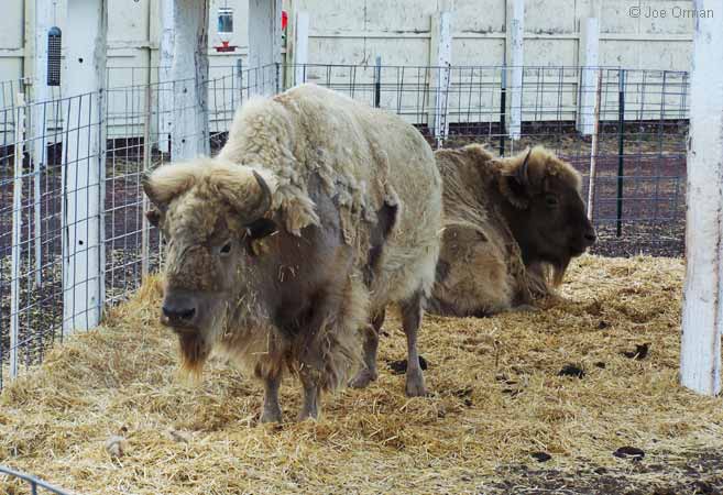 [bizarre_whitebuffalo2.jpg]