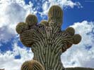 bizarre_cristateiPhone15_IMG_20244_s.jpg