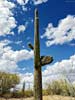 bizarre_cristateiPhone15_IMG_20253_s.jpg