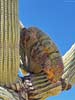 bizarre_cristateiPhone15_IMG_20308_s.jpg