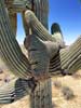 bizarre_cristateiPhone15_IMG_20363_s.jpg