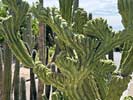 bizarre_cristateiPhone15_IMG_25005_s.jpg