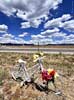 bizarre_ghostbikeiPhone15_IMG_22145_s.jpg