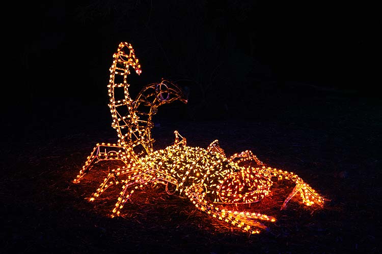 [zoolights_2308.jpg]
