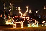 zoolights_2335_s.jpg