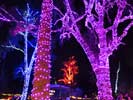 zoolights_SX50_IMG_3204_s.jpg