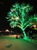 zoolights_SX50_IMG_3225_s.jpg