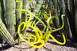 [color_chihuly2_100_8130_s.jpg]