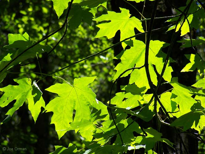 [color_leaves1.jpg]