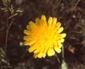 abdsp05_dandelion1_s.jpg