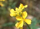 opcnm05_bladderpod1_s.jpg