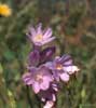 opcnm05_penstemon1_s.jpg
