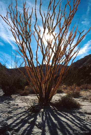 [landscapes_anzaborrego1.jpg]