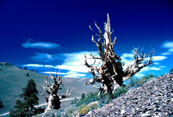 [landscapes_bristlecone1.jpg]