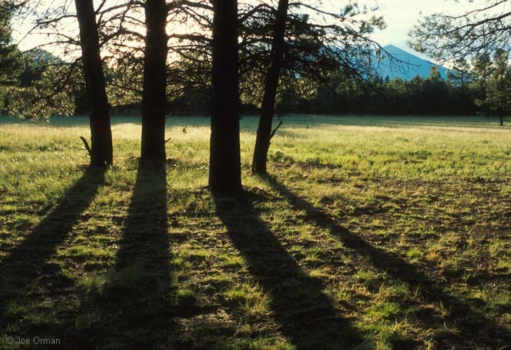 [landscapes_meadow1.jpg]