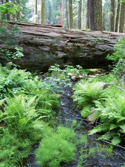 [landscapes_sequoia1.jpg]