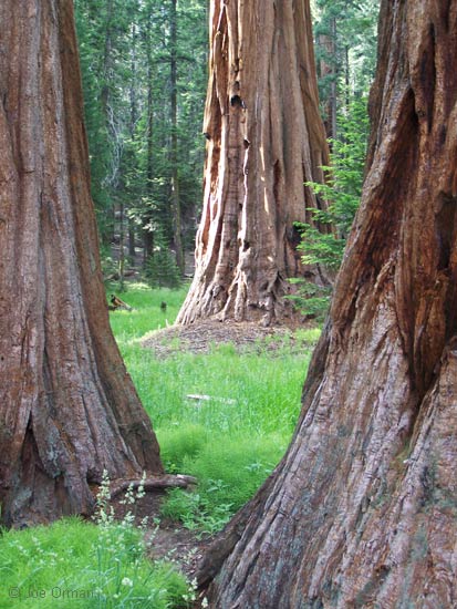 [landscapes_sequoia2.jpg]