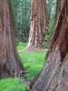 landscapes_sequoia2_s.jpg