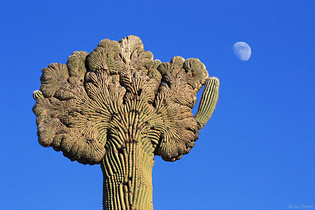 [planets_121123_IMG_101_0164.jpg]