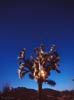 stars_071124_23_s.jpg